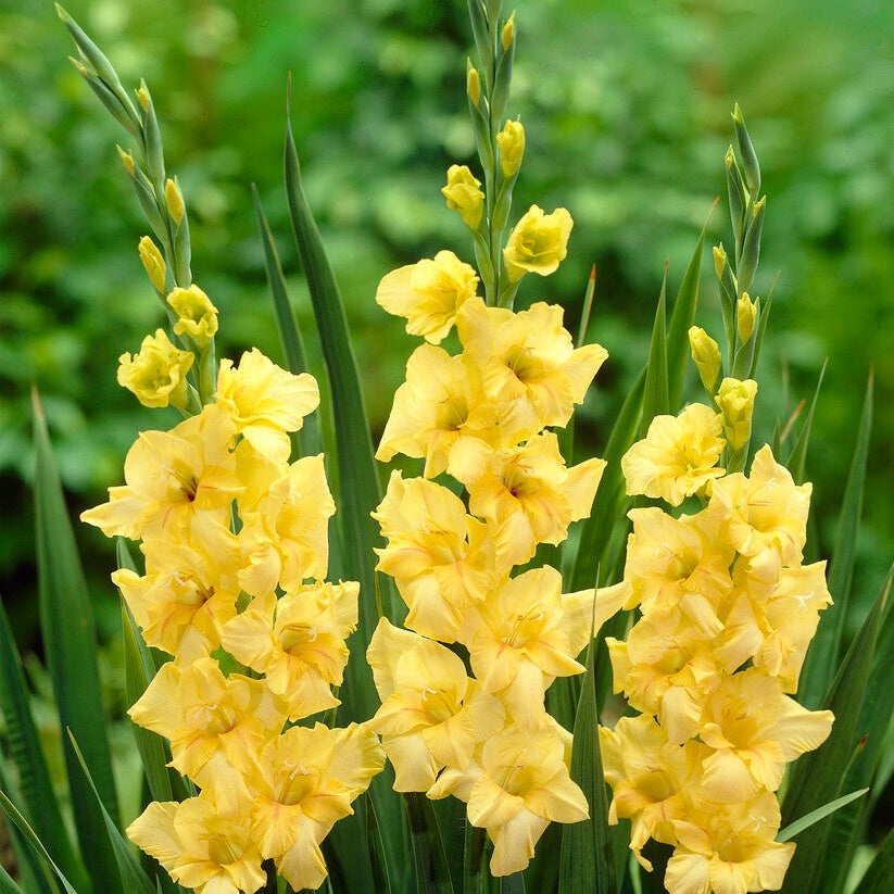 Gladiolus Nova Lux 10-pack
